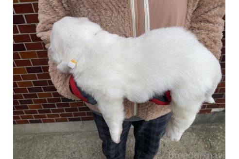 成約済の千葉県のグレートピレニーズ-359421の25枚目